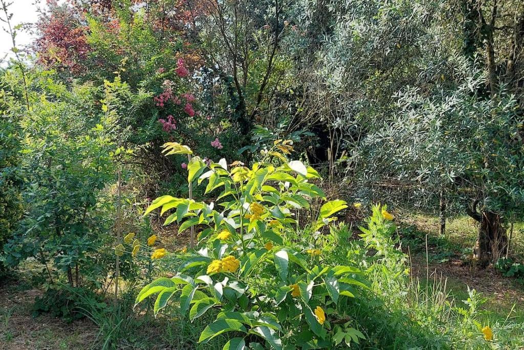 Maison De Famille Avec Parc Arbore Montauban Eksteriør bilde