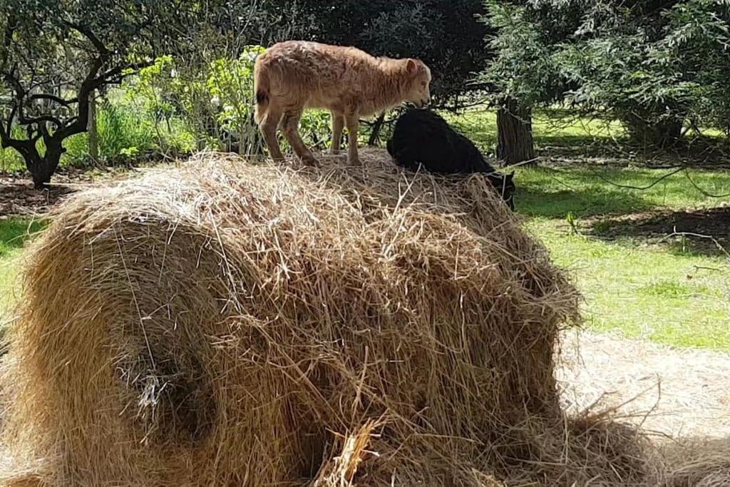 Maison De Famille Avec Parc Arbore Montauban Eksteriør bilde
